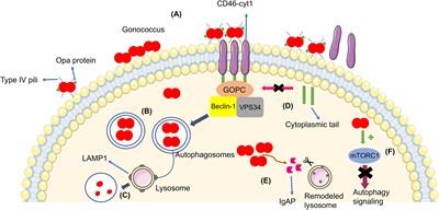 Epithelial Haven and Autophagy Breakout in Gonococci Infection